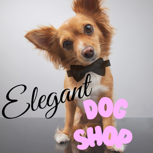 boutique-chien